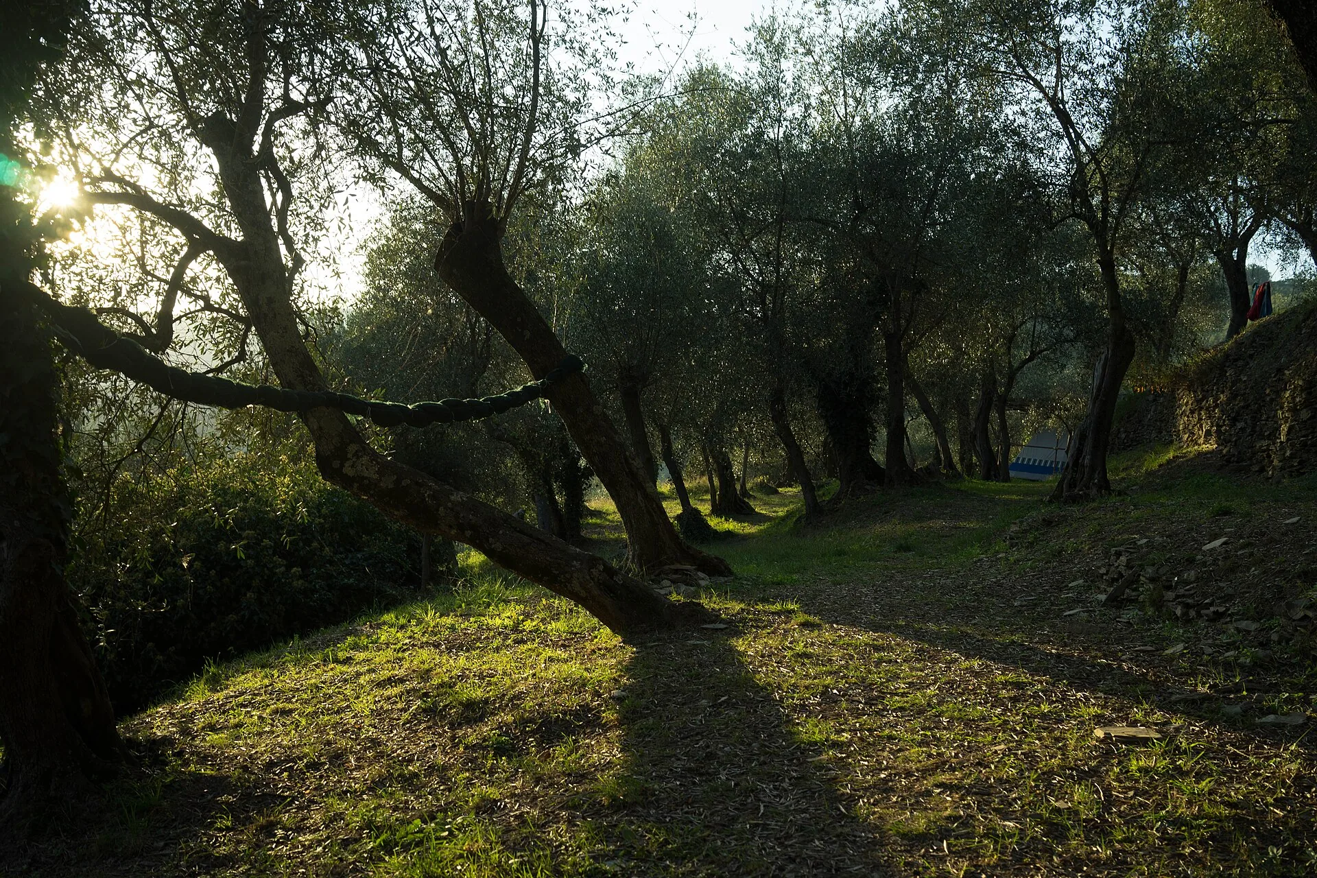 Un uliveto sulle colline di Moneglia nella luce del tardo pomeriggio